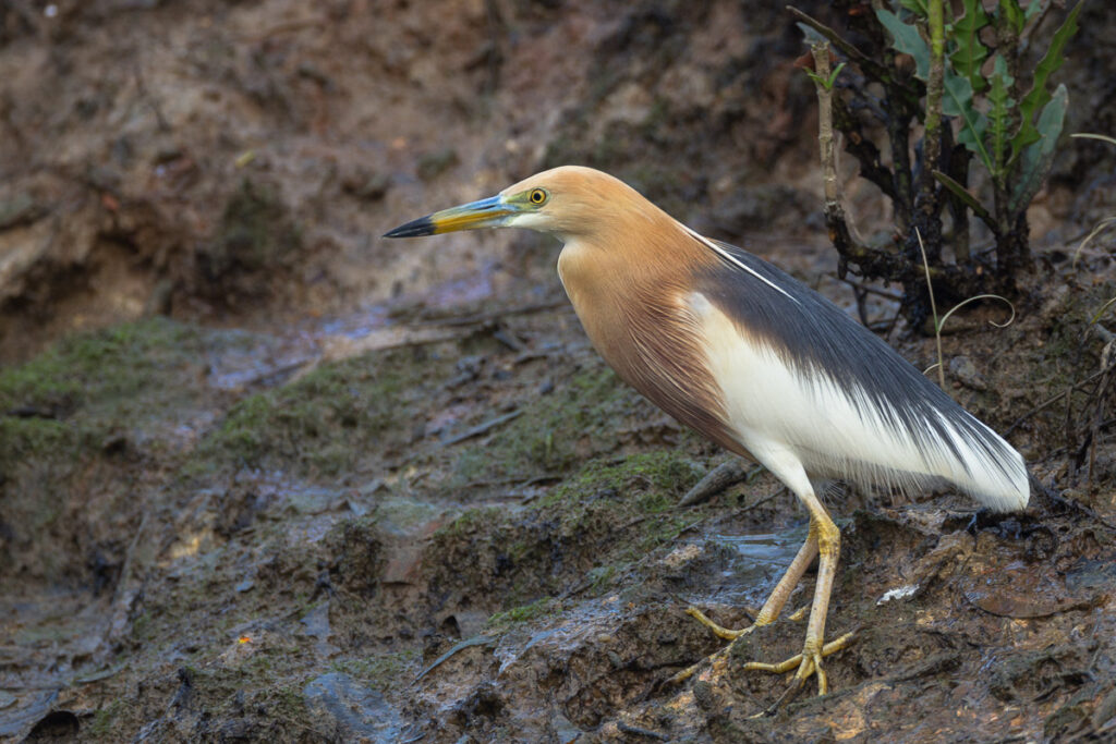 Javan Pond Heron