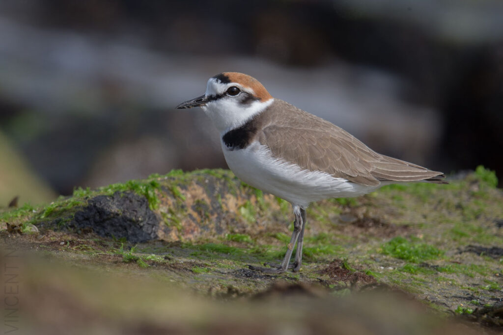 Kentish Plover