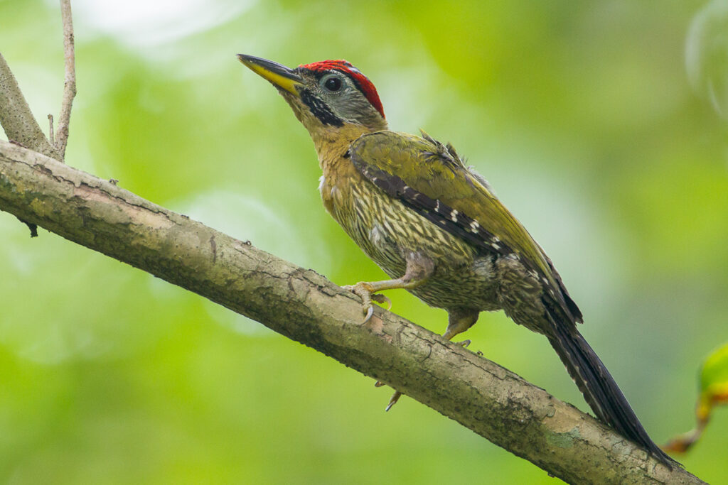Laced Woodpecker