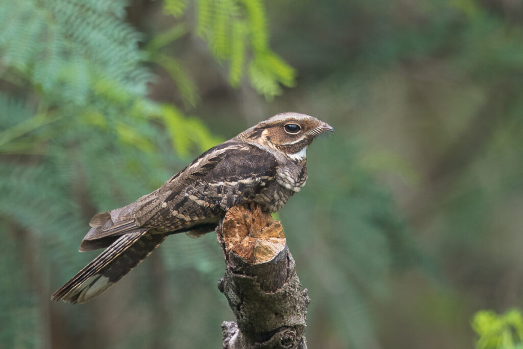 Large-tailed Nightjar