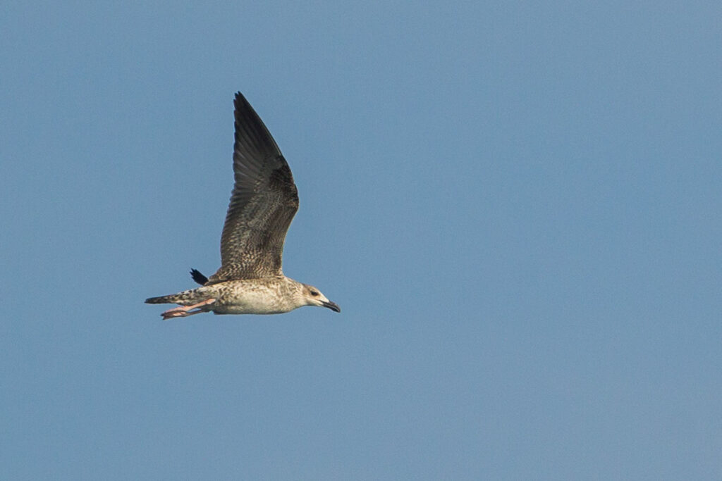 Lesser Black-backed Gull