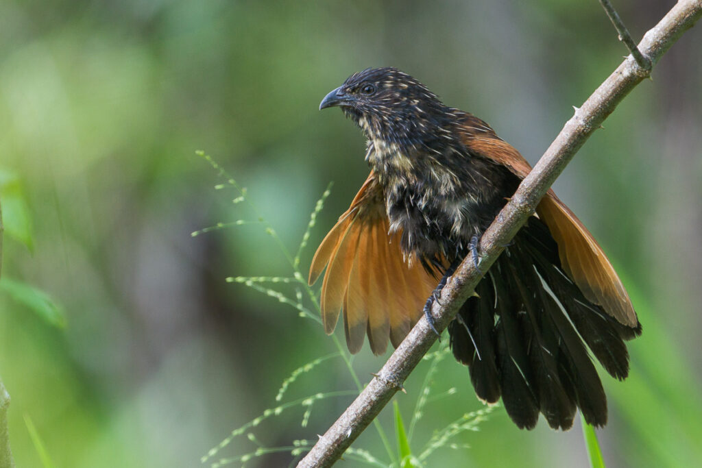 Lesser Coucal