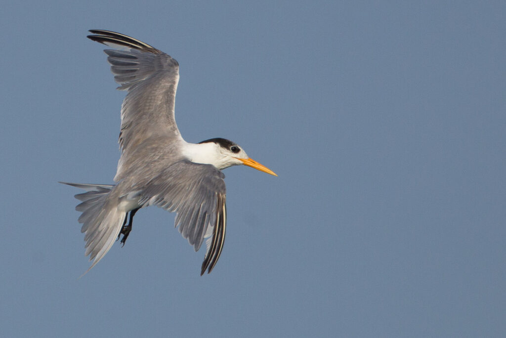 Lesser Crested Tern