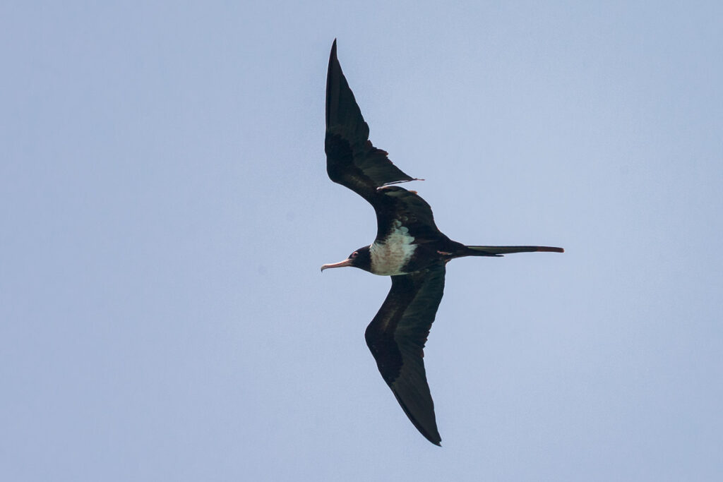 Lesser Frigatebird