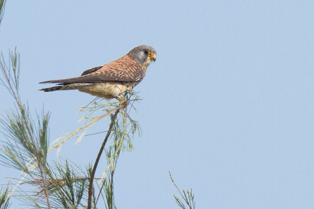 Lesser Kestrel