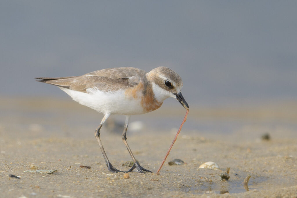 Tibetan Sand Plover
