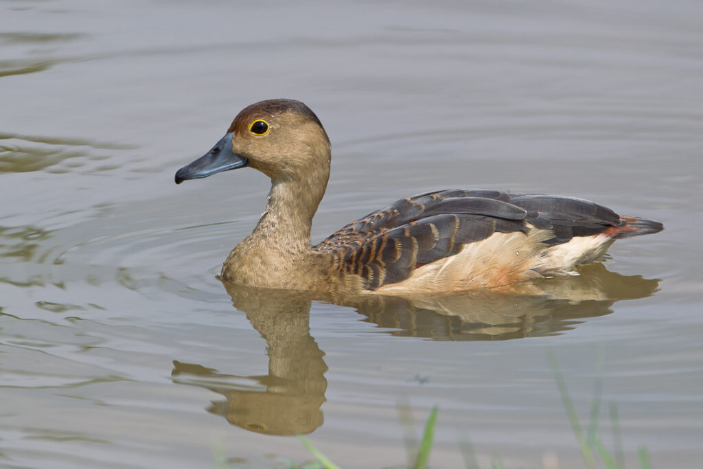 Lesser Whistling Duck