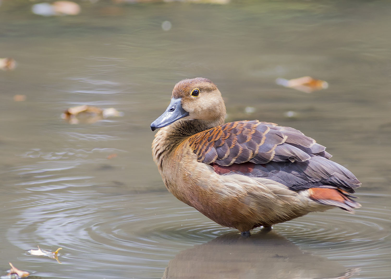 Lesser Whistling Duck Birds Of Singapore