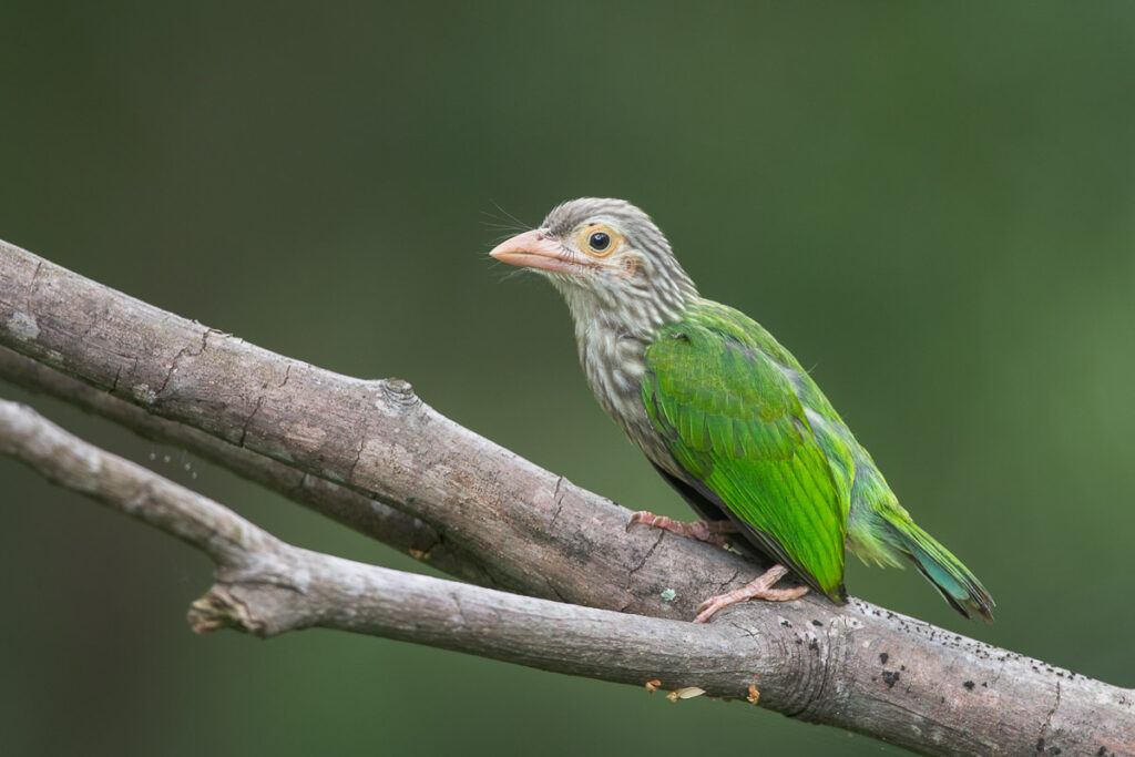 Lineated Barbet