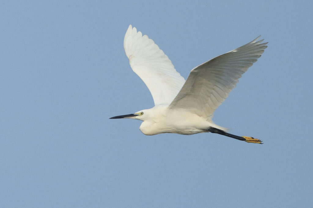 Little Egret