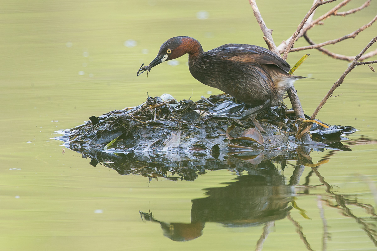 Little Grebe – Birds Of Singapore