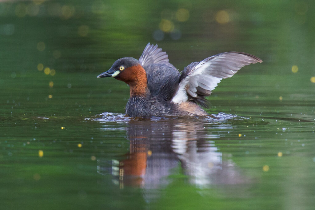 Little Grebe