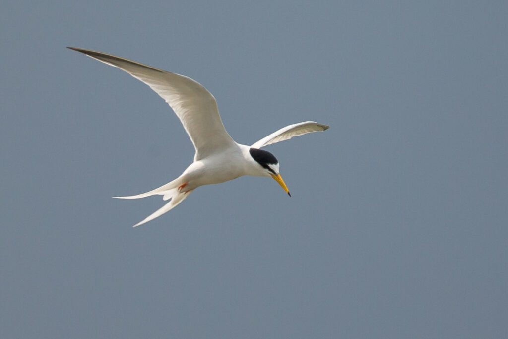 Little Tern
