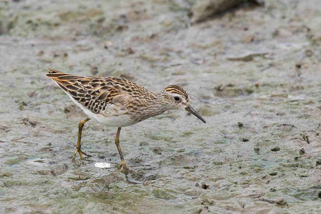 Long-toed Stint