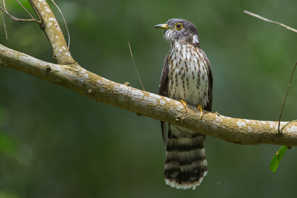 Malaysian Hawk-Cuckoo