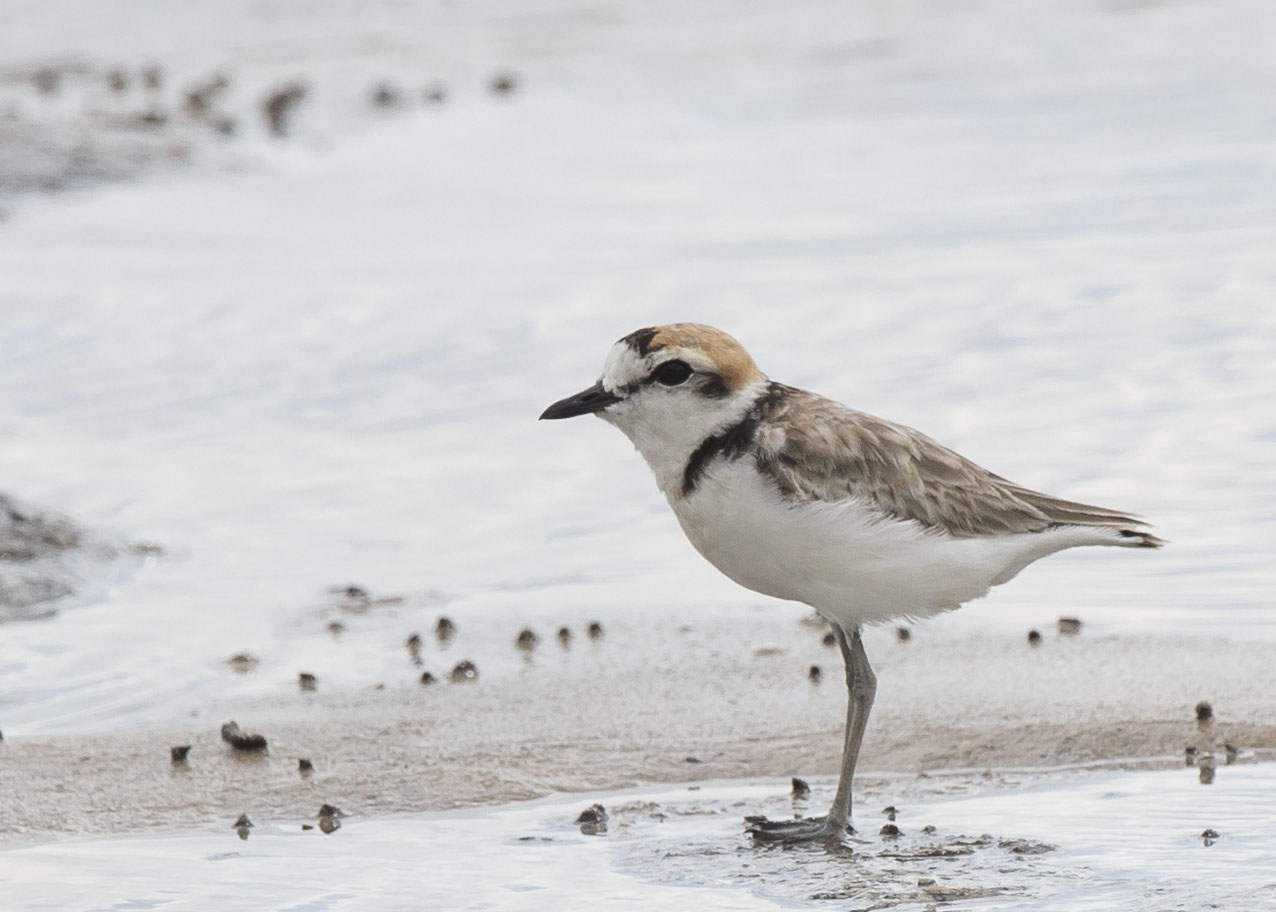 Malaysian Plover – Birds of Singapore