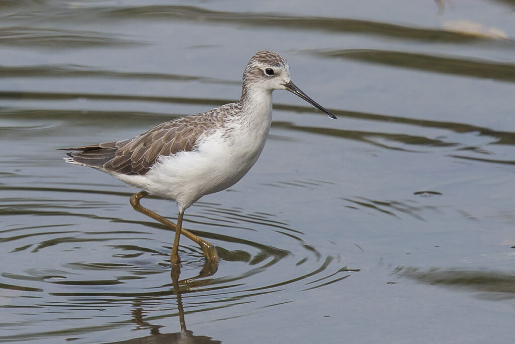 Marsh Sandpiper