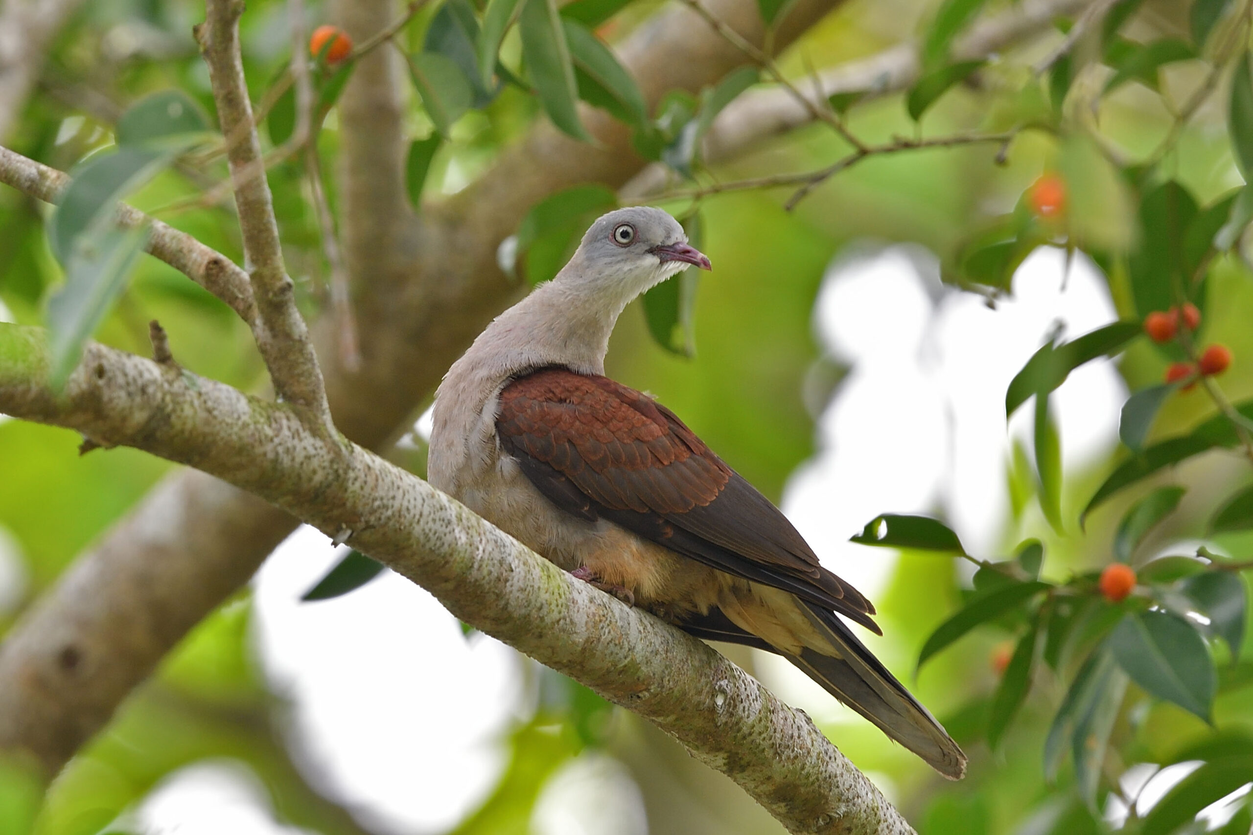 Mountain Imperial Pigeon