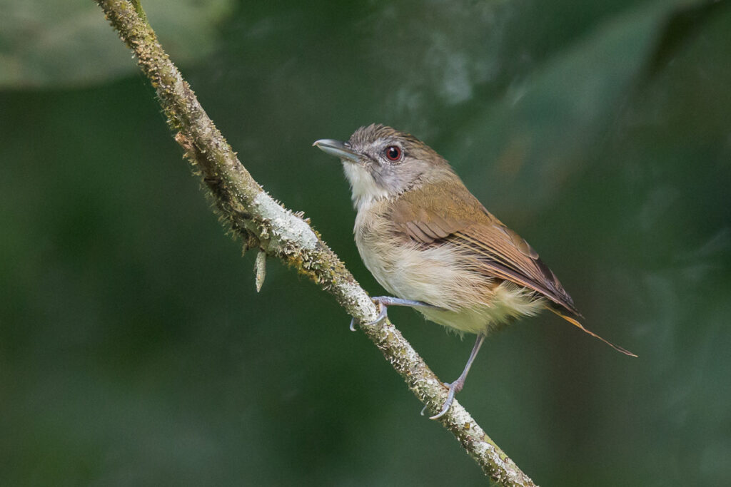 Moustached Babbler