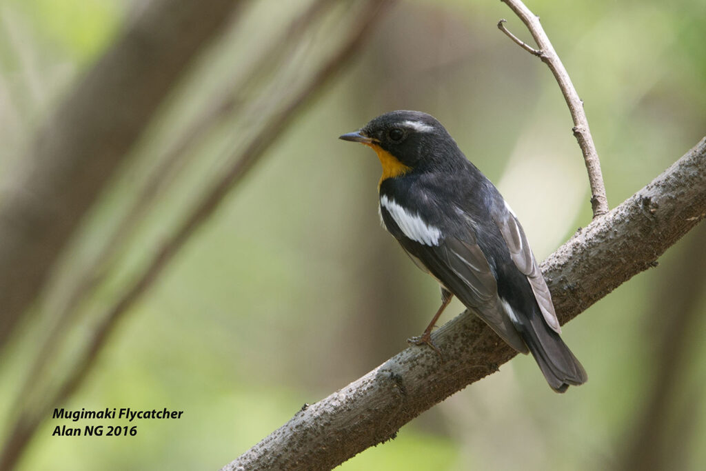 Mugimaki Flycatcher