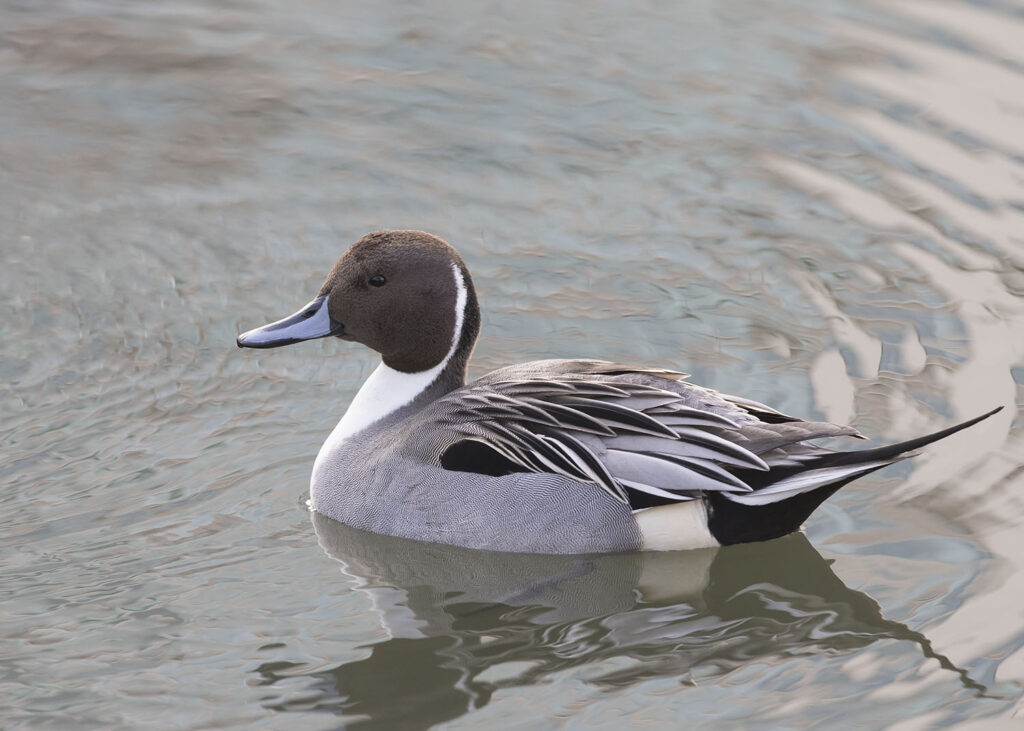 Northern Pintail