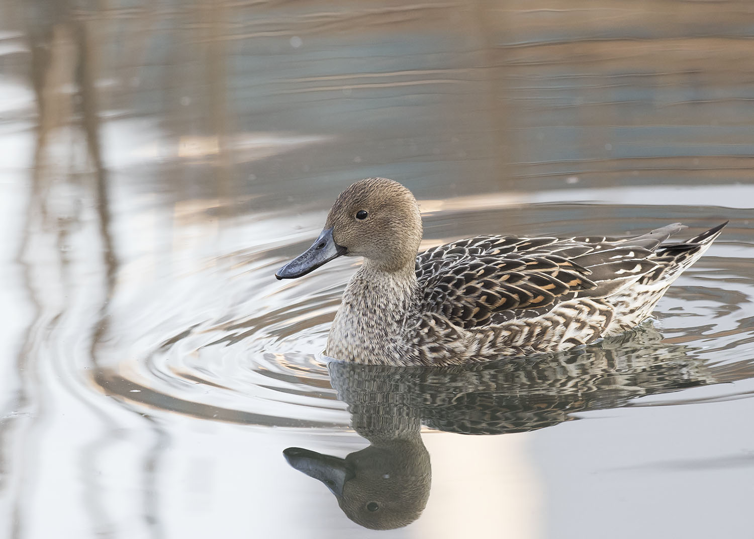 Northern Pintail – Birds of Singapore