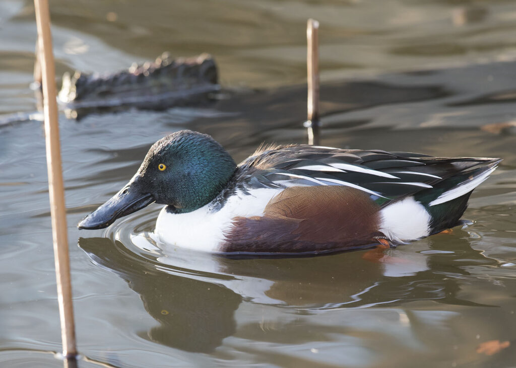 Northern Shoveler