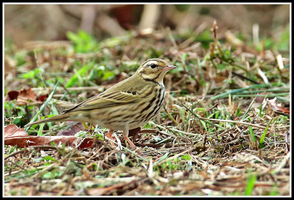 Olive-backed Pipit