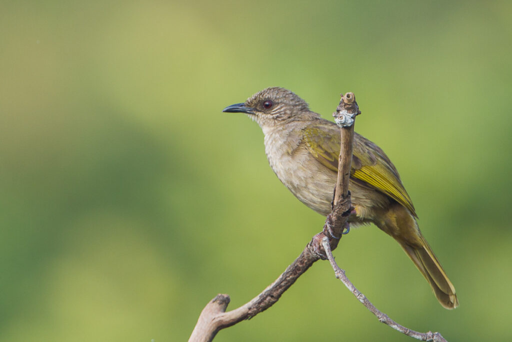 Olive-winged Bulbul