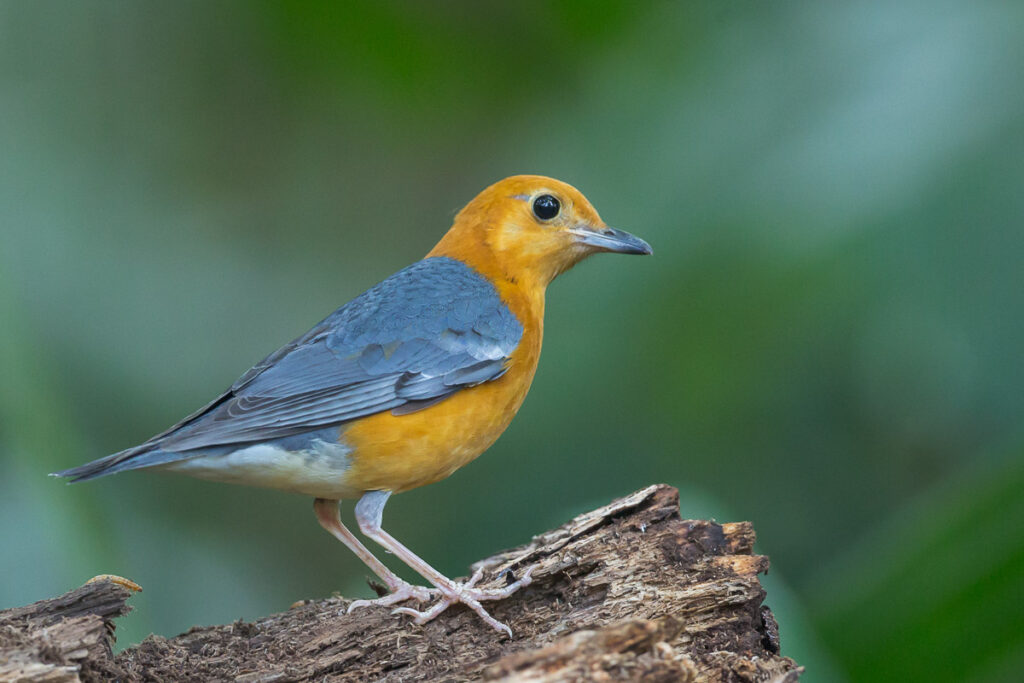 Orange-headed Thrush