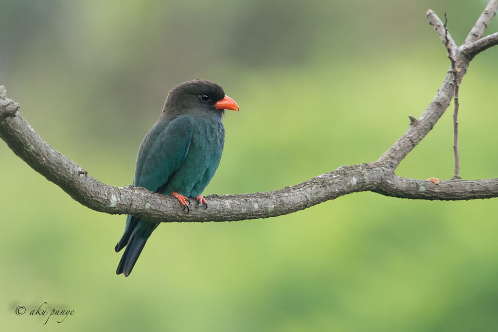 Oriental Dollarbird