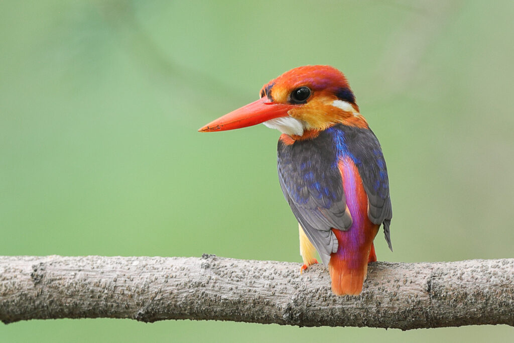 Black-backed Dwarf Kingfisher