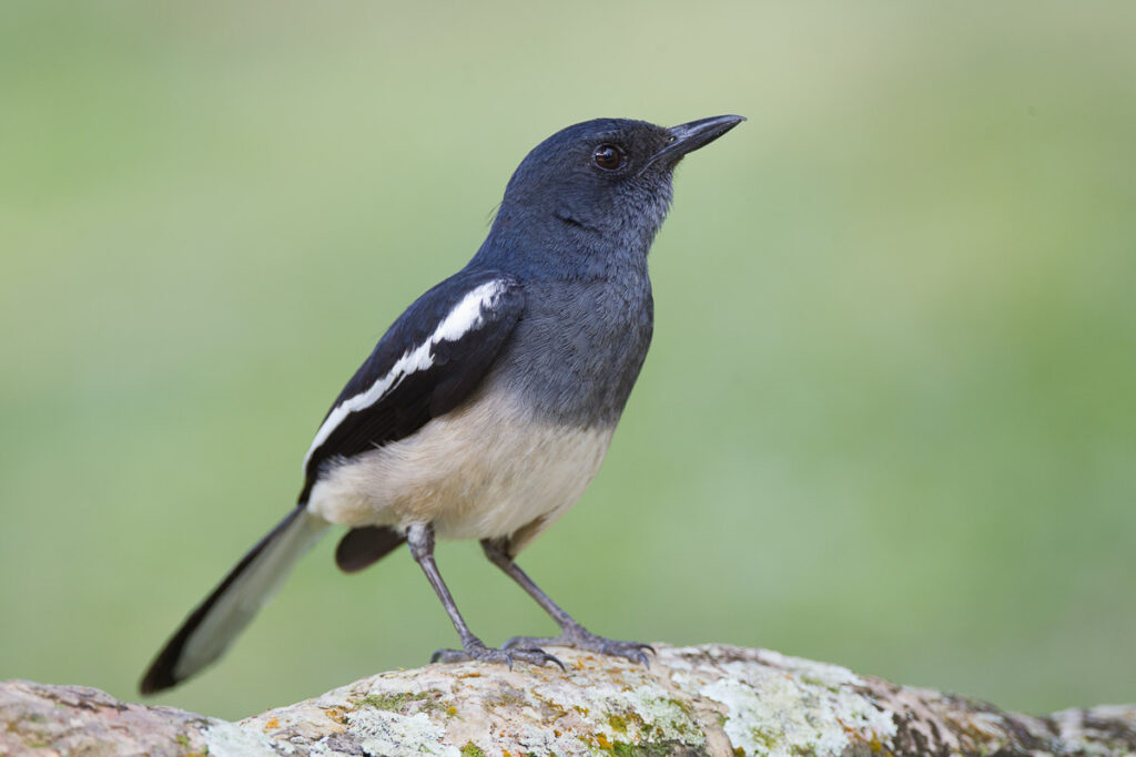 Oriental Magpie-Robin