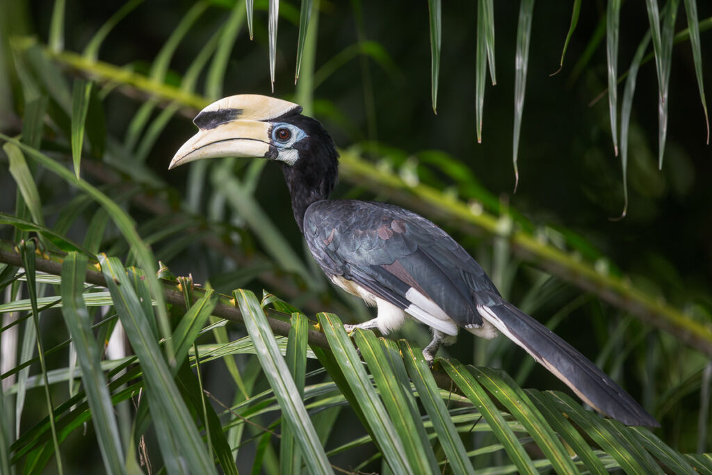 Oriental Pied Hornbill