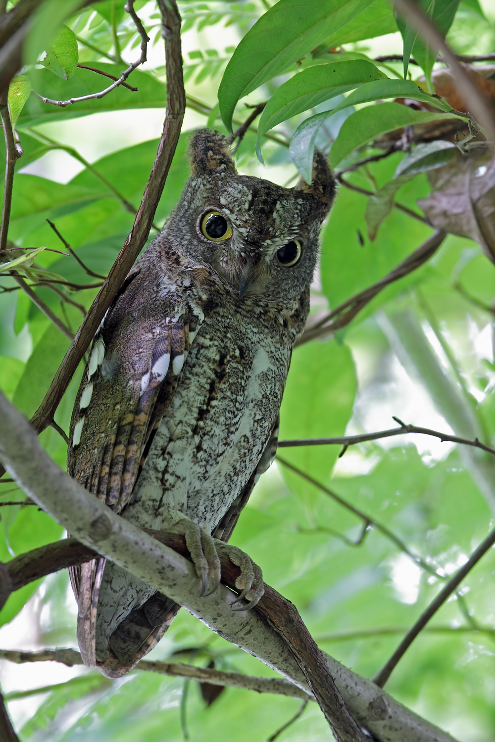 Oriental Scops Owl – Birds of Singapore