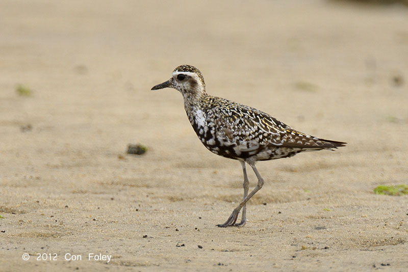 Pacific Golden Plover – Birds Of Singapore