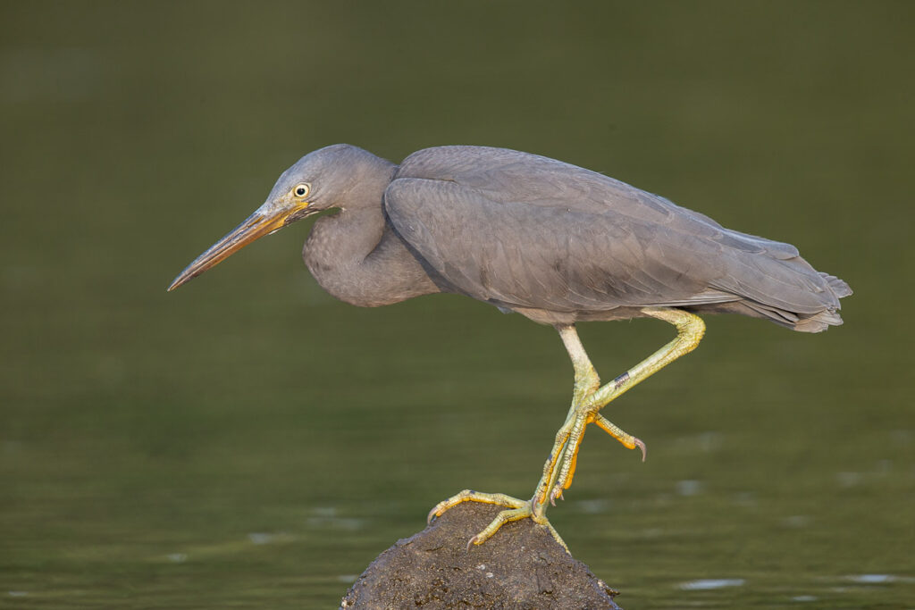 Pacific Reef Heron