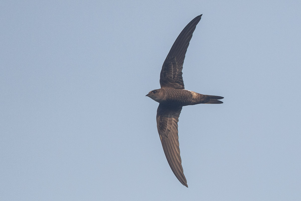 Pacific Swift – Birds Of Singapore