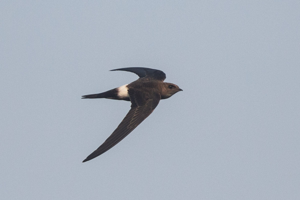 Pacific Swift – Birds of Singapore