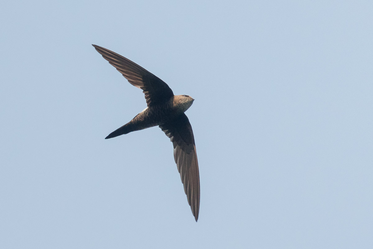 Pacific Swift – Birds of Singapore