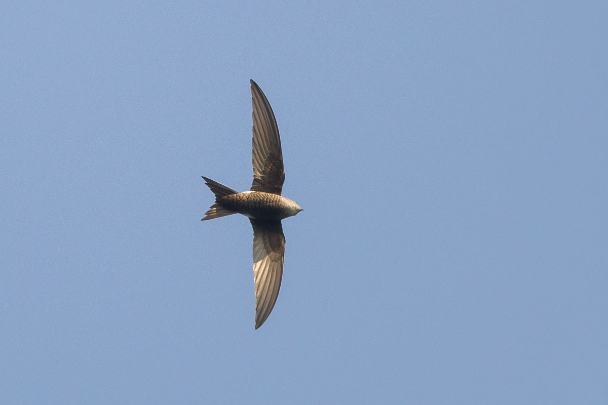 Pacific Swift – Birds of Singapore