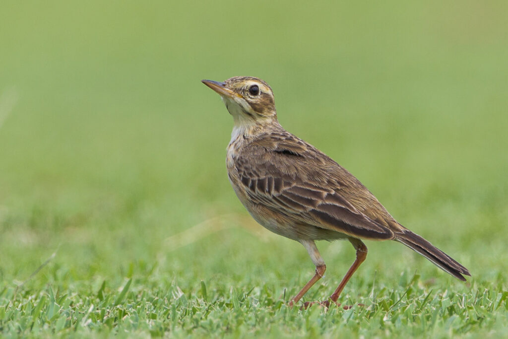 Paddyfield Pipit