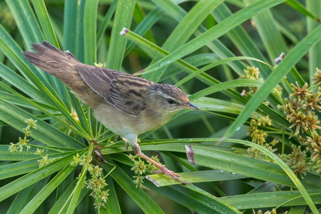 Pallas’s Grasshopper Warbler