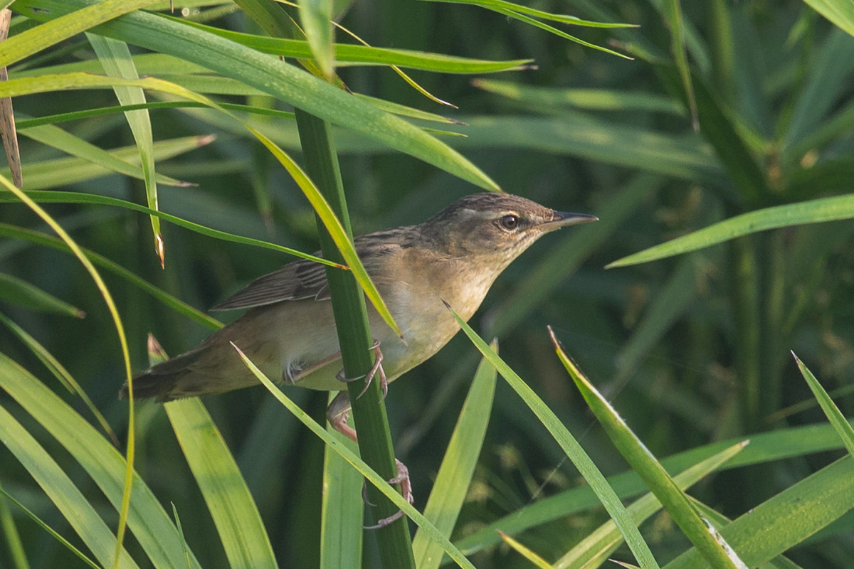 Pallas’s Grasshopper Warbler – Birds of Singapore