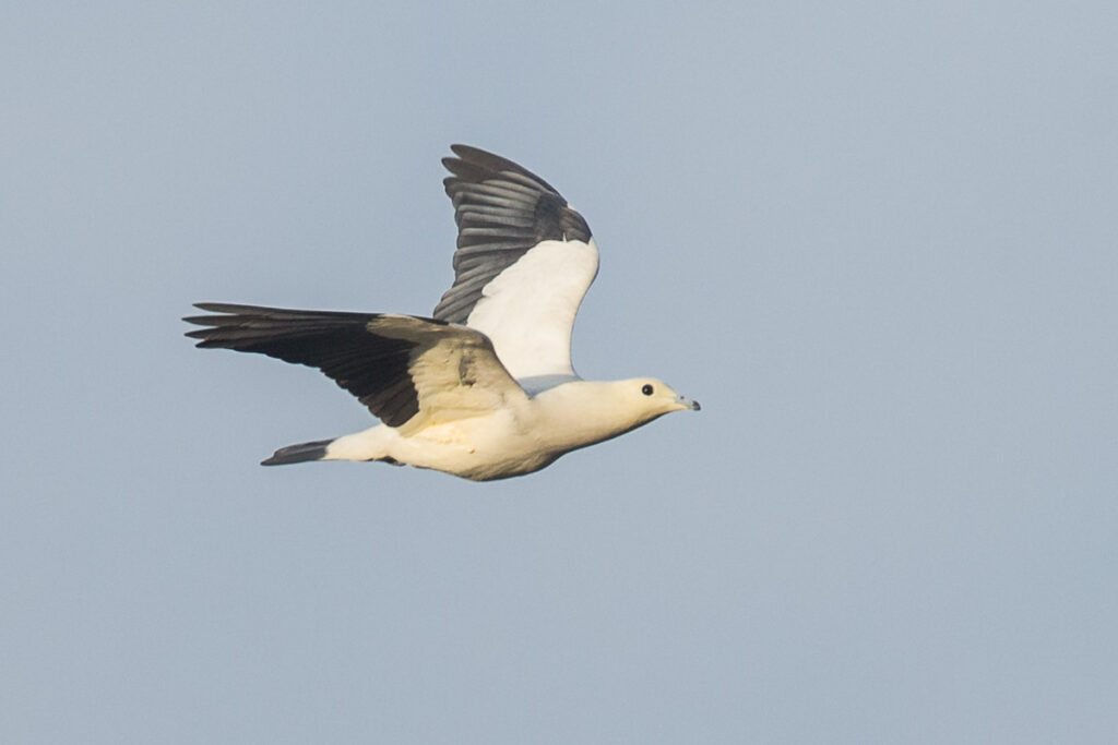 Pied Imperial Pigeon