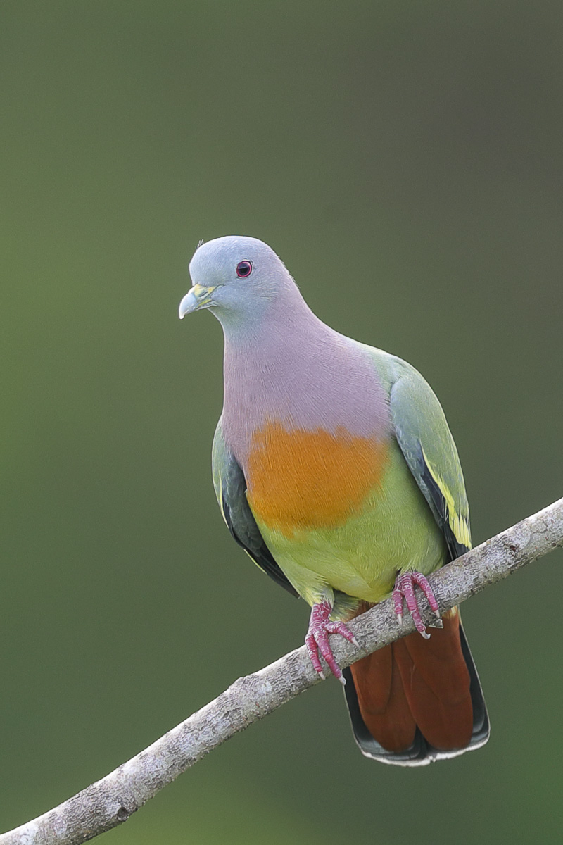 Pinknecked Green Pigeon Birds of Singapore