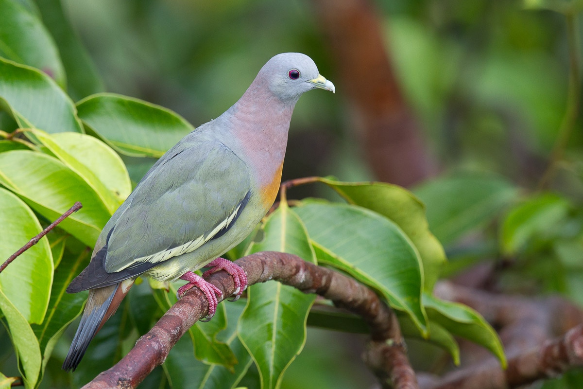 Pink-necked Green Pigeon – Birds of Singapore