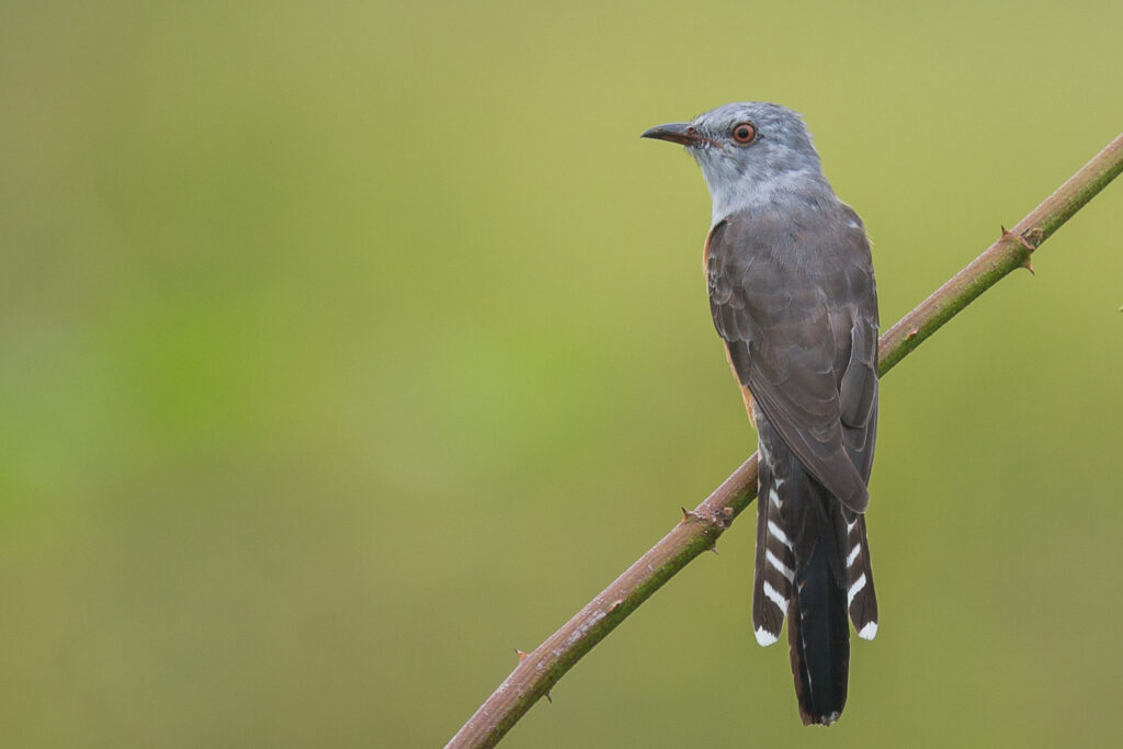 Plaintive Cuckoo