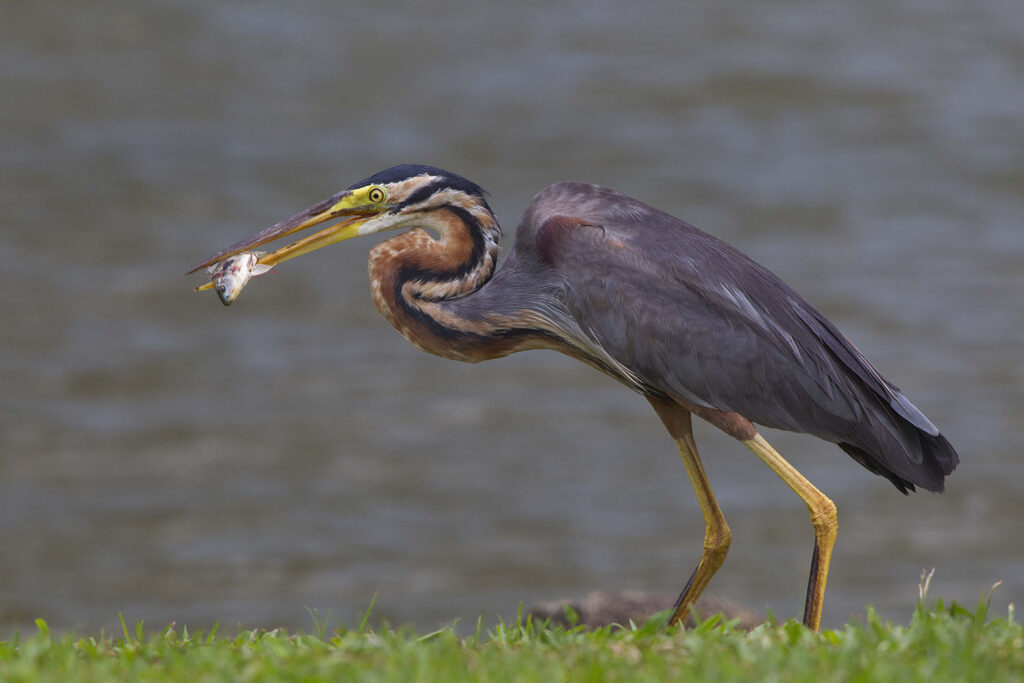 Purple Heron