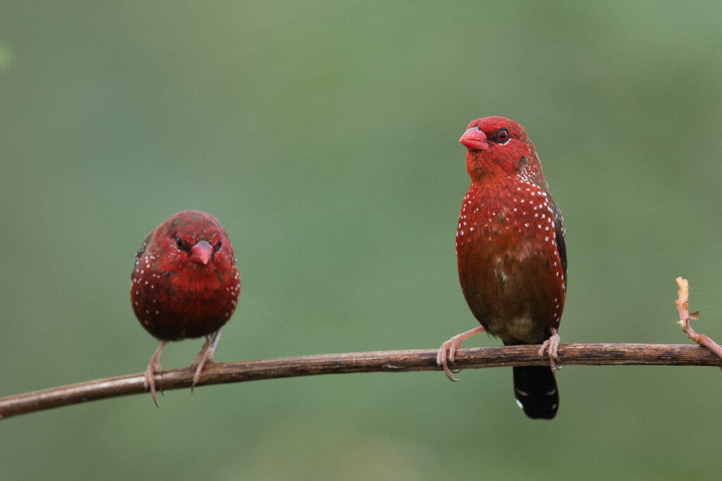 Red Avadavat